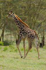 Girafe de Rothschild, Giraffa camelopardalis rotschildi, Parc national de Nakuru , Kenya
