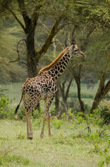 Girafe de Rothschild, Giraffa camelopardalis rotschildi, Parc national de Nakuru , Kenya