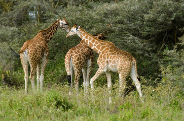Girafe de Rothschild, Giraffa camelopardalis rotschildi, Parc national de Nakuru , Kenya