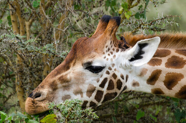 Girafe de Rothschild, Giraffa camelopardalis rotschildi, Parc national de Nakuru , Kenya