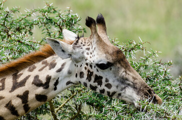 Naklejka premium Girafe, Giraffa tippelskirchi, parc national d'Arusha, Tanzanie