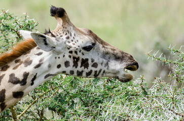 Girafe, Giraffa tippelskirchi, parc national d'Arusha,  Tanzanie