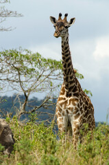 Girafe, Giraffa tippelskirchi, parc national d'Arusha,  Tanzanie