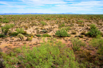 Central Sonora Desert Arizona