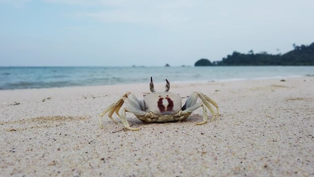 Rear view of Horned ghost crab (Ocypode ceratophthalmus), on white sand against the surf of a beautiful turquoise sea.