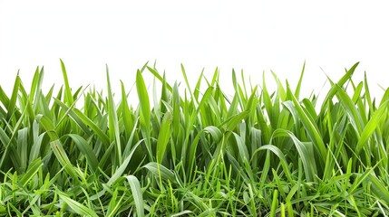 Obraz premium Green grass lawn isolated on a white background