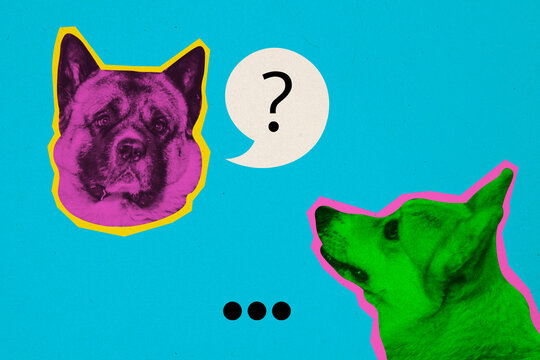 Composite creative artwork template photo collage of colorful dogs animals pets communicating in shelter isolated on painted background