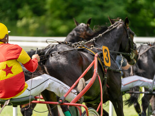 trotter horse race on the track. Thouroughbred horse with number three in view with sulky and jockey