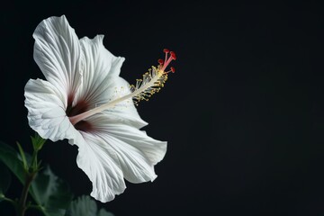 flower Photography, Hibiscus rosa-sinensis Snow Queen, full view object, copy space on right, Isolated on Black Background