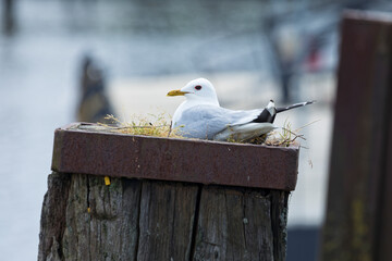 Fototapeta premium Seagull breeding on old pilling