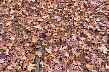 紅葉の落ち葉の絨毯