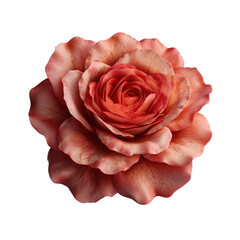 rose isolated on transparent png