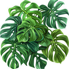 Clipart illustration of monstera plant leaves, the tropical evergreen vine on a white background, suitable for crafting and digital design projects.[A-0001]