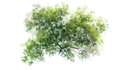 Obraz premium Clipart illustration of watercolor tree top view on a white background, suitable for crafting and digital design projects.[A-0001]