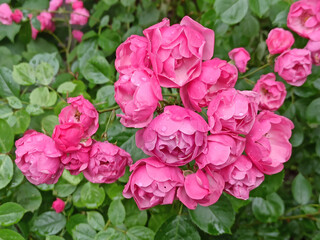 Fototapeta premium flowers in a flowerbed in summer - close-up
