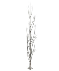 Fototapeta premium Albero con e senza foglie bianche, arancioni, verdi, gialle, rosse fondo trasparente e isolato inverno con e senza neve o foglie 