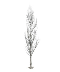 Albero con e senza foglie bianche, arancioni, verdi, gialle, rosse fondo trasparente e isolato inverno con  e senza neve	o foglie 
