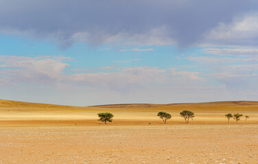 wilderness of the Namib desert, Namibia Africa