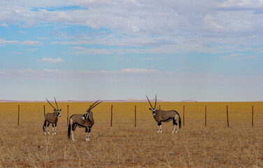 The gemsbok (Oryx gazella), or South African oryx, is a large antelope in the genus Oryx. It is...