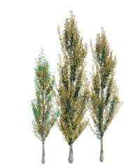 Albero con e senza foglie bianche, arancioni, verdi, gialle, rosse fondo trasparente e isolato inverno con  e senza neve	o foglie 
