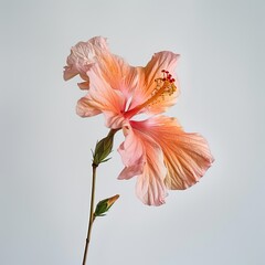 Obraz premium Flower Photography, Hibiscus rosa-sinensis Cajun Sunset, full view object, Isolated on White Background