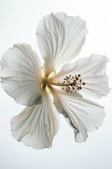 Flower Photography, Hibiscus rosa-sinensis Apple Blossom, full view object, Isolated on White Background