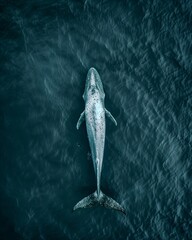 Naklejka premium Gray Blue Whale Swimming: Aerial Photo of Majestic Ocean Life