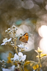 Papillon insecte fleur