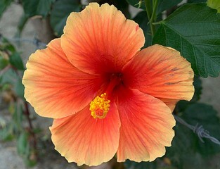 Flores silvestres de Yaracuy,Venezuela.
Gran cantidad y variedad de flores,grandes y peque&ntilde;as que son fuente de alimento para aves e insectos.