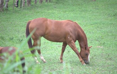 Traidos de nuevo a America por los españoles los caballos son muy apreciados.