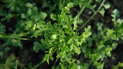 Obraz premium Close up of arugula plant displaying branches flowers and seeds