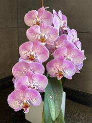 Orquídea en cascada 