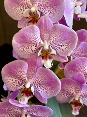 Orquídea rosa en detalle 