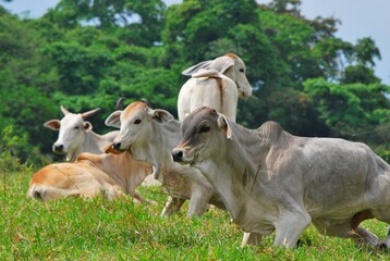 En el estado Yaracuy podemos encontrar gran cantidad de ganado vacuno,para la produccion de carne y...
