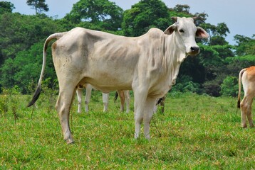 En el estado Yaracuy podemos encontrar gran cantidad de ganado vacuno,para la produccion de carne y...