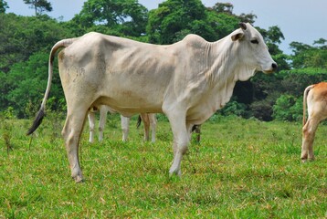 En el estado Yaracuy podemos encontrar gran cantidad de ganado vacuno,para la produccion de carne y...
