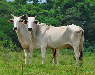En el estado Yaracuy podemos encontrar gran cantidad de ganado vacuno,para la produccion de carne y leche ahora tambien se suma la cria de bufalos.