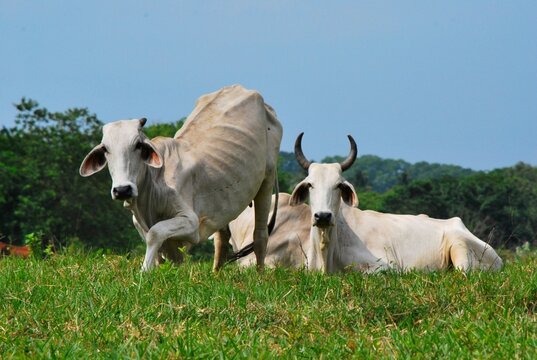 En el estado Yaracuy podemos encontrar gran cantidad de ganado vacuno,para la produccion de carne y leche ahora tambien se suma la cria de bufalos.