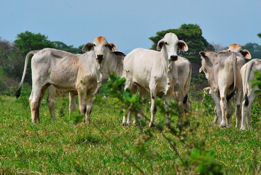 En el estado Yaracuy podemos encontrar gran cantidad de ganado vacuno,para la produccion de carne y leche ahora tambien se suma la cria de bufalos.