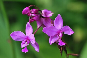 Flores silvestres de Yaracuy,Venezuela.
Gran cantidad y variedad de flores,grandes y peque&ntilde;as que son fuente de alimento para aves e insectos.