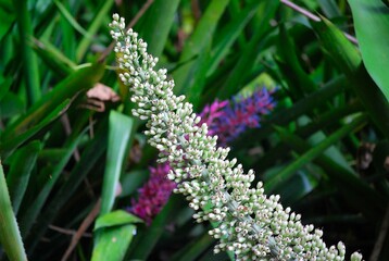 Flores silvestres de Yaracuy,Venezuela.
Gran cantidad y variedad de flores,grandes y pequeñas que son fuente de alimento para aves e insectos.