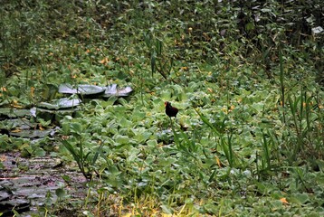 Gran cantidad de flores silvestres,engalanan el paisaje y llenan de dulces aromas el ambiente de toda la region Yaracuyana.
