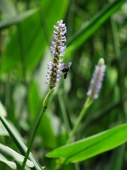 Gran cantidad de flores silvestres,engalanan el paisaje y llenan de dulces aromas el ambiente de toda la region Yaracuyana.
