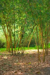 Podriamos definir a Yaracuy como el estado 