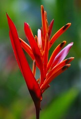 Gran cantidad de flores silvestres,engalanan el paisaje y llenan de dulces aromas el ambiente de toda la region Yaracuyana.
