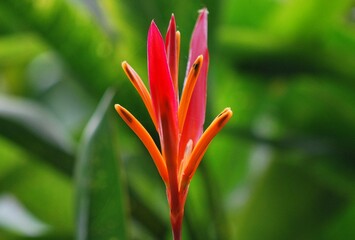 Flores silvestres de Yaracuy,Venezuela.
Gran cantidad y variedad de flores,grandes y pequeñas que son fuente de alimento para aves e insectos.