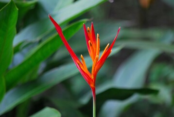 Obraz premium Gran cantidad de flores silvestres,engalanan el paisaje y llenan de dulces aromas el ambiente de toda la region Yaracuyana. 