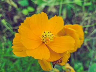 Sulphur cosmos flower stands in focus, with green leaves blurred in bokeh background, a serene botanical scene