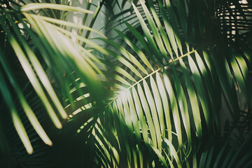 Close-Up of Sunlit Palm Leaves with Shadows, Perfect for Natural Decor and Botanical Themes