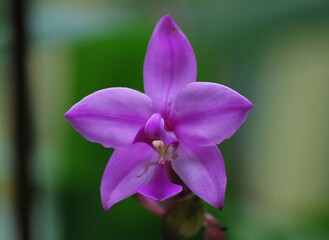 Gran cantidad de flores silvestres,engalanan el paisaje y llenan de dulces aromas el ambiente de toda la region Yaracuyana.
